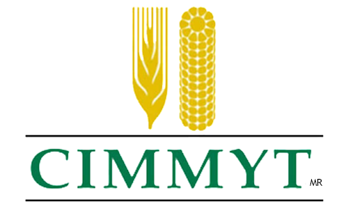 CIMMYT