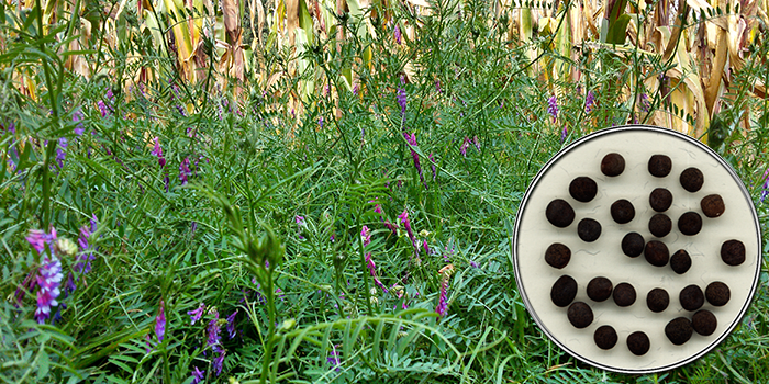 Vicia villosa Dasycarpa