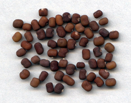 Semilla de Kudzu